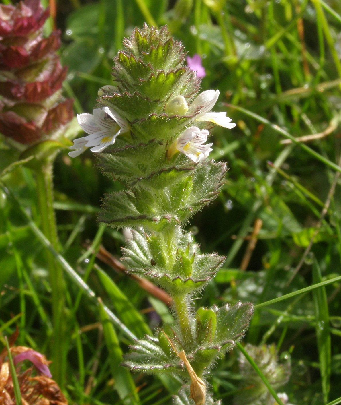Euphrasia hirtella / Eufrasia pelosetta
